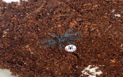 Phormingochilus arboricola (ex Borneo Black) Sling Tarantula